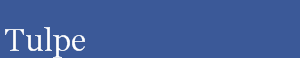 Tulpe