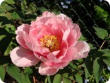 Peonie