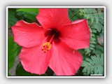 Hibiskus Rot