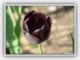 Tulpe