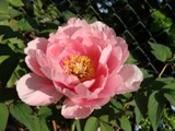 Peonie