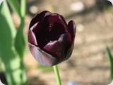 Tulpe