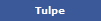 Tulpe