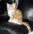 Unsere Katze