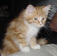Unsere Katze