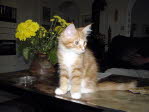 Unsere Katze