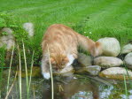 Unsere Katze