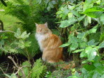 Unsere Katze