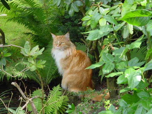 Unsere Katze