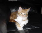 Unsere Katze