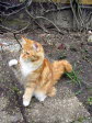 Unsere Katze