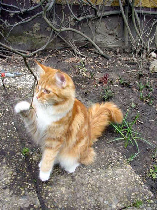 Unsere Katze