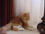Unsere Katze