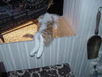 Unsere Katze