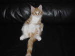 Unsere Katze