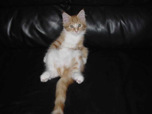 Unsere Katze