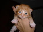 Unsere Katze