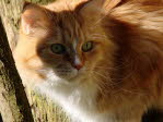 Unsere Katze