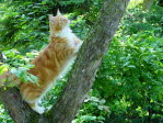 Unsere Katze