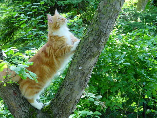 Unsere Katze