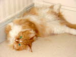Unsere Katze