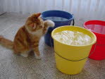 Unsere Katze