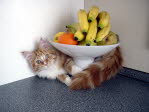 Unsere Katze
