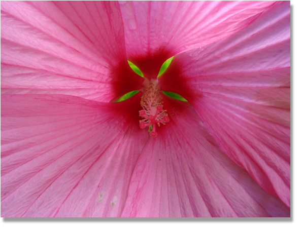 Hibiskus