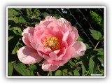 Peonie