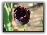 Tulpe