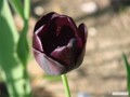Tulpe
