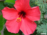 Hibiskus rot