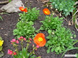 Klatschmohn