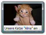 Unsere Katze Alina am 12.07.2000 gerade mal 14 Tage alt ...