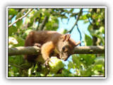 Eichhörnchen mit Download