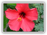 Hibiskus rot